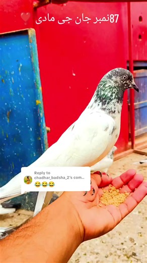 Replying to @chadhar_badsha_2foryou#foryoupage#viralvideo#please #trindingvideo #please #fyp #ch awais55 @♥️🥀چوہدری حسن بھٹی 🥀 @Ch UsMaN BhAtTi @🔥𒆜بالی وٹو𒆜🔥