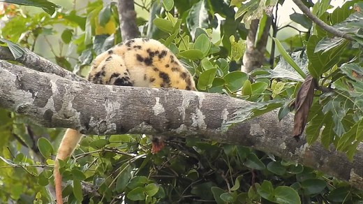 This marsupial mammal is endemic to Rajaampat islands. Its name is Waigeo cuscus or Waigeo spotted cuscus (Spilocuscus papuensis). During our trips to Waigeo island, we usually tried to find this beautiful cute creature especially at night. Since it is a nocturnal animal. So we were very lucky when having a chance to witness this one during daylight moving around at the top of breadfruit tree looking for food. | Birding Indonesia