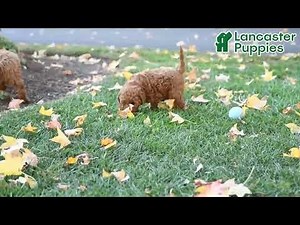 Playful Cockapoo Puppies