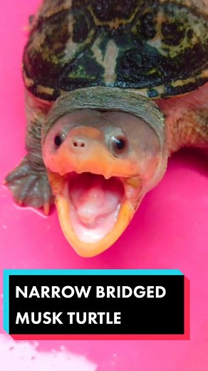 Narrow Bridged Musk Turtle: Discovering the Vampire Turtle