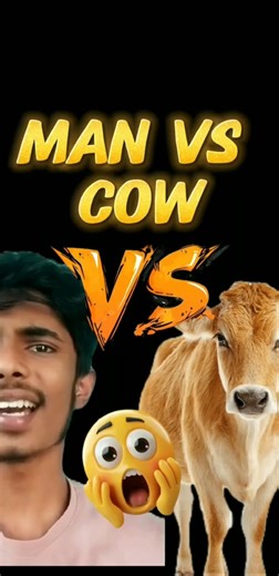 man VS cow🤯 #Animals #Wild #Funny #Viral #Shorts