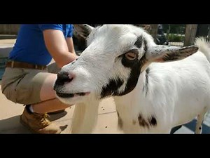 Bringing the Zoo to You: Goat Herd