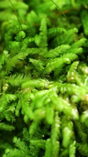 The Magic of Moss 🌿 Ancient Life in Hawai‘i’s Rainforest