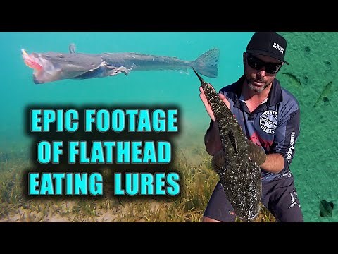 FLATHEAD EATS LURES on UNDERWATER & AERIAL DRONE | How to catch Flathead on the flats with plastics