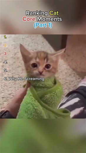 Ranking Cat Core Part 1#cat #shorts