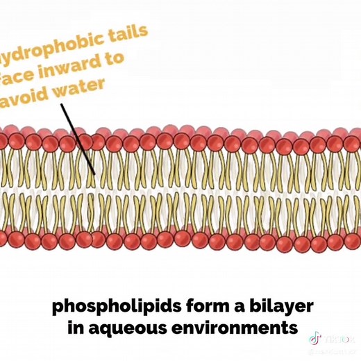 Phosophilid: The Water-Based
