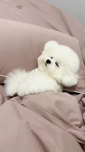 578K views · 10K reactions | #funnycutenessdog | Funny Comedy Dog Channel | Facebook