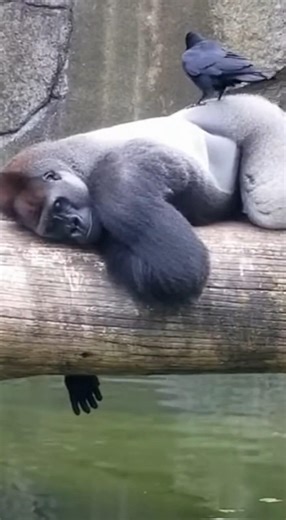 Funny Gorilla 🤣😴 #shorts