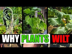Why Plants Wilt And Can They Be Saved? - Garden Quickie Episode 77