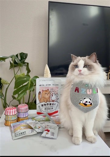 NEW pet store alert! 💖 And they came bearing Azula’s favorite wet food, treats and the cutest bib ever! Thank you so much @Pawsitive Dreams Pet Store 🥰 #petstore #catfoodhaul #haultok #catfeeding #catsoftiktok ragdoll ragdoll cat