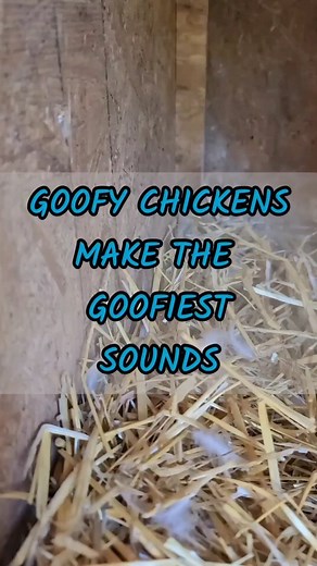 Goofy Chickens make the Goofiest Sounds! Follow us @duckberryfarm #chickens #chickenlife #chickenfarm #smallfarm #womenfarmers #homesteading | Duckberry Farm