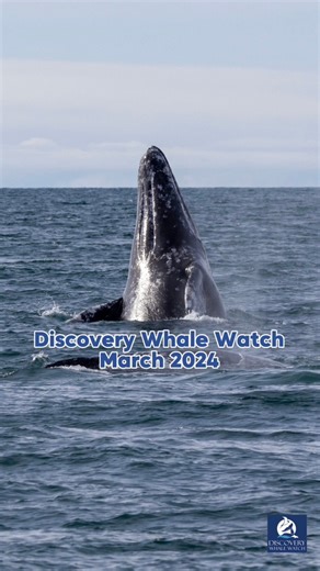 8.7K views · 172 reactions | March madness indeed  Encounters that included frolicking dolphins, Gray Whales mating, to Orca sightings and welcoming back our Humpback Whales. March was a great month filled with memorable wildlife sightings! Here’s our recap of incredible moments captured by our crew! . . #Montereybay #whalewatching #wildlifephotography #whales #orcas #humpbackwhales #dolphins #amongthewild #recap | Discovery Whale Watch | Facebook