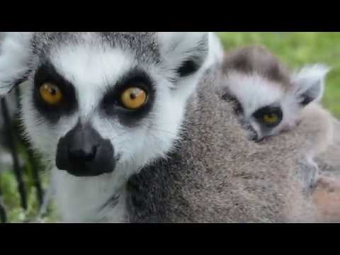 Baby Ring-Tailed Lemur