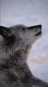Why Wolves Walk in a Perfect Line #wolf #wolfpack #ytshorts