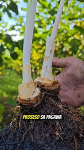 Proseso sa pag gawa ng coco bonsai #cocobonsai | Seedlings La castellana