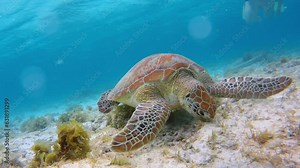 Woman snorkeler looking to sea hawk turtle biting algae and eat on the sandy reef bottom of the ocean. A floating turtle underwater at bottom feeds on algae. Tourist watches an turtle. Glare of lens.