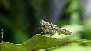 Jeweled Flower Mantis, Creobroter gemmatus; found on a long and wide fern leaf exposing its sideview while preening and facing to the left of the frame.