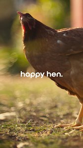 When hens are happy, eggs are too! Crack Open Happy and Taste the Difference. | Happy Egg | Facebook