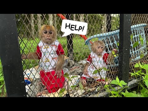 Lucky and Sunny discover a mysterious iron cage – and something unexpected happens!