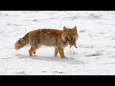 The Tibetan fox is attacking the pika! Nat Geo WILD