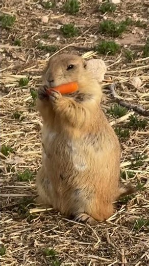 Prairie dog