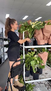 5.2K views · 1.4K reactions | $39 THAI CONSTELLATIONS ✨Yes… the lush ones  Just restocked and already flying out the door, be quick! Five HUGE Warehouse locations: RAVENHALL - 997-1003 Western Hwy PRESTON - 210 Bell Street SOUTH MELB - 186 York St RINGWOOD - 104 Maroondah HWY OAKLEIGH - 40 Westminster St | Melbourne Indoor Plants | Facebook