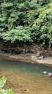 Anaconda #naturaleza | AnYelotii