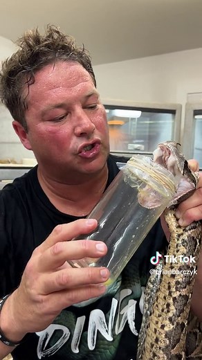 Gaboon Viper Fangs: The Largest Venomous Snake on Earth