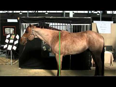 The Basics of Horse Conformation - Purdue Extension Small Farms and Sustainable Agriculture