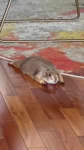 Poppy the Pancake Prairie Dog