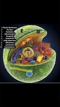 The Cell: Organelles and functions #anatomy #education #biology #cells #nucleus #scienceshorts #body
