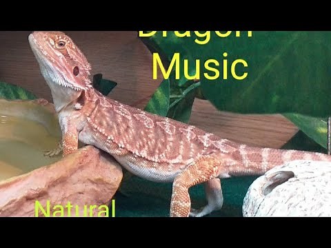 Relaxing Sounds for Bearded Dragons Australian Outback at Night Watch as my Beardie Reacts #beardies
