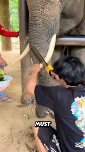 Why They Cut This Elephant’s Tusks Will Shock You…#elephant #wildlifecare #shorts