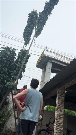 Tree Branch Suddenly Falls During Pruning