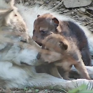 Wolves are loyal. Wolves are loving. Wolves take care of each other. Be like a wolf 🐺 #SaveTheLobo #LoboWeek | Wolf Conservation Center