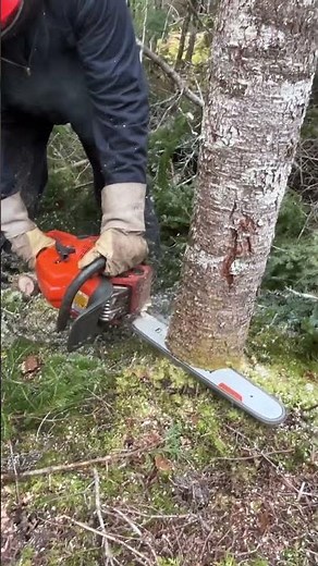 Timber! Cutting firewood in Newfoundland. #adventure #offgridliving #campfire