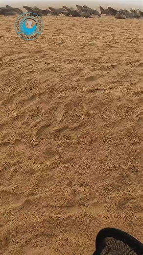 Seal Rescue Operations in Namibia During Summer