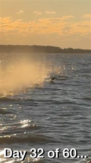 #duckhunting #scoter #hunting #pitbosswaterfowl ​⁠ #seaduckhunting ​⁠ @d@duckwaterboats