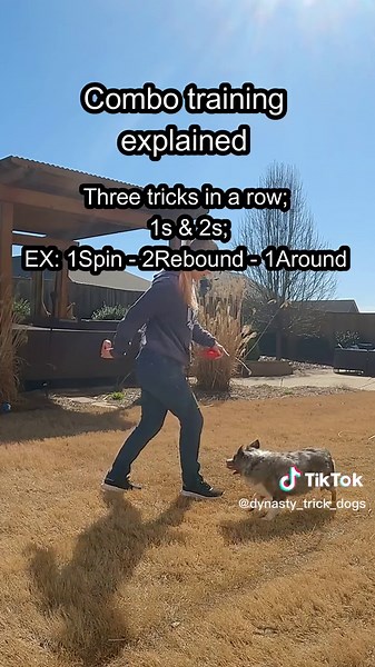 How I create freestyle dog trick shows without a set routine, hesitation/refusals or the use of punishment. Follow for beginner tutorial. #dogtricks