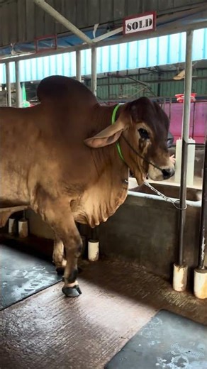 Stunning Brahma bull pair ready for 2026 Qurbani #cattle #animals #pets #farming #cowfarm #shorts
