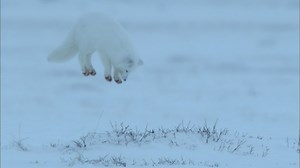 Arctic Fox Dive Bombs Prey Hidden in the Snow  | Nature