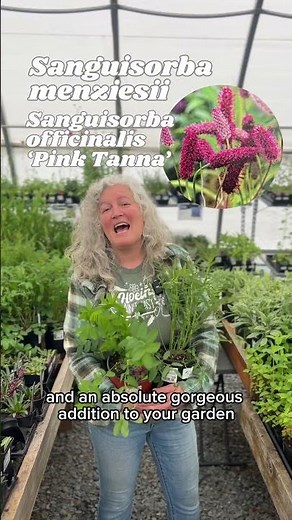 Sun Loving Perennials You Might Not Know About