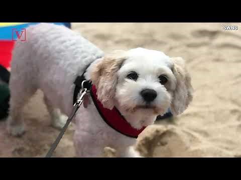 Video of Stoned Dog Who Ate a Cannabis Cookie Released as a Warning to Pet Owners Everywhere
