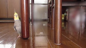 404K views · 19K reactions | The most dangerous predators always hide and stalk their prey from the distance, once they have carefully cornered them into a suitable place for a killing, they strike without mercy | Birbs | Facebook