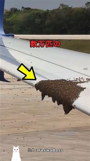Why a Swarm of Tens of Thousands of Bees Attacked an Airplane