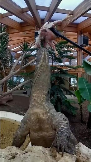 FASTER Than You: Giant Lizard!