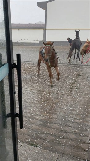 Trapped in Hail! 🐎🌨️