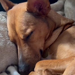 31K views · 85 reactions | It's true: the sound of a human voice can help minimize your dog’s stress while you’re out of the house. Comfort your anxious pup by playing an audiobook next time you need to step out. | Audible | Facebook