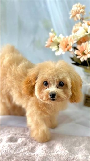 This Puppy's Energy is UNREAL 【衝撃】可愛すぎて油断してたら...予測不能すぎた