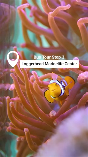 1.3K views · 358 reactions | Discover the wild side of The Palm...